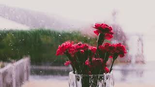 Relaxing & Sleeping Music with Rain & Red Flower in Window | Soft Music With Rainy Sound Sleeping