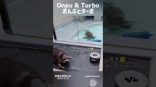 おんぷを二度見するターボ Turbo and Onpu 男鹿水族館GAO