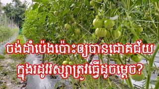 ចង់ដាំប៉េងប៉ោះអោយបានជោគជ័យនៅក្នុងរដូវវស្សា តើត្រូវធ្វើយ៉ាងដូចម្ដេច? Tip to grow tomato successful