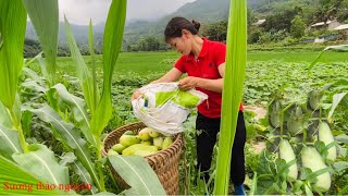 Pick up snails Harvesting Cucumber Garden goes to the market sell | Sương thảo nguyên.Ep 2.