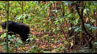 Disney Nature-Chimpanzee Trailer