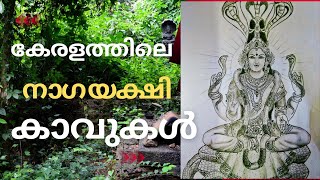 നാഗയക്ഷികാവ് |കേരളത്തിലെ കാവുകൾ |save treditional kavu temples