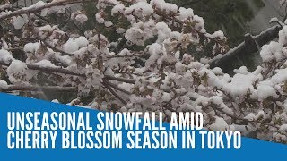 Unseasonal snowfall amid cherry blossom season in Tokyo