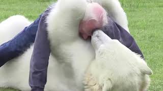 Questo uomo ha come animale domestico un orso polare!!!😱*incredibile*😱