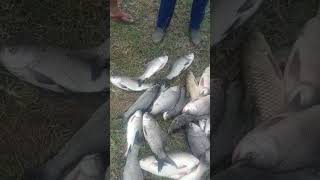 Today live fish ouku fish very  funtainik will ikka fish #nrbfish