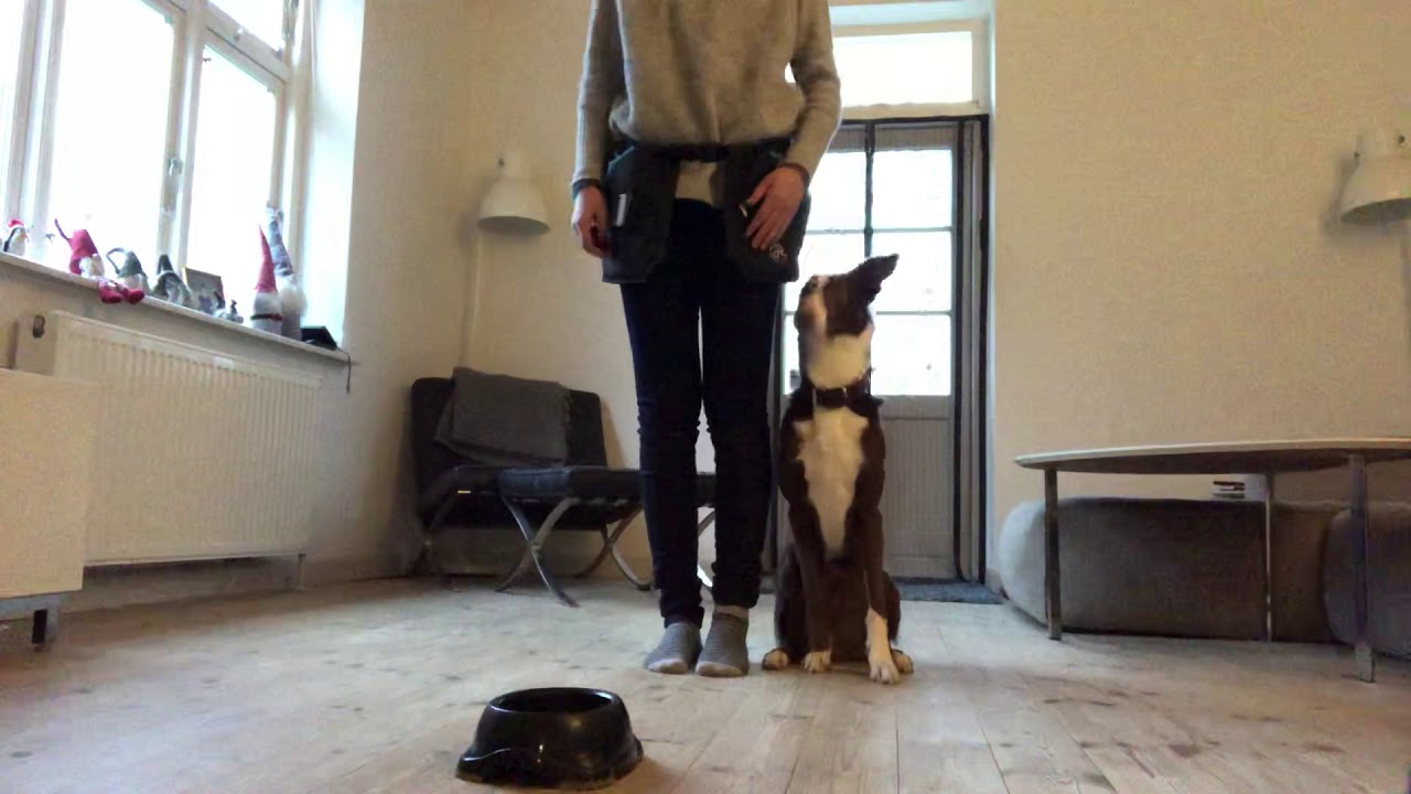 Tromplo 11 5 Youtube