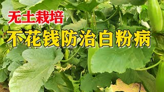 你还在打药防治白粉病？快学学高手不用花钱的土办法！【付老师种植技术团队官方频道】