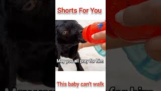 Little cut baby goat 🐐 cute vedio just pray for this baby  #shorts #shortvideo #viral #trending