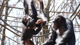 イブキ＆プラム　天使たちの共演（Ibuki \u0026 Plum,Co-starring angels）　多摩動物公園　チンパンジー　202203