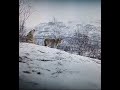 Howling Wolves in Norway! - super close up - Animal (2021) #shorts #reality #dogs