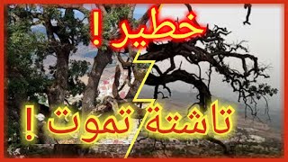 تاشتة 🌲تموت وزان سوف تفقد معلمة طبيعية