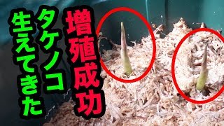 アグラオネマの増殖に成功！ピクタム種も同じ方法で増やせます！