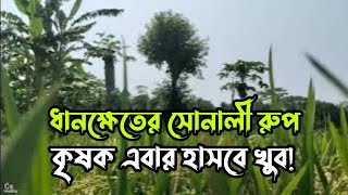 ধানক্ষেতের সোনালী রুপ কৃষক এবার হাসবে খুব!