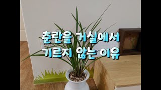 실내에서 기르기 어려운 춘란