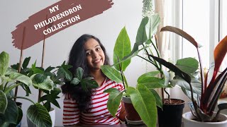 MY BEAUTIFUL PHILODENDRON COLLECTION | MOST BEAUTIFUL PHILODENDRONS