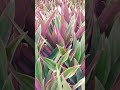 moses in the cradle my garden plants flowering colors viral trending short shorts yt