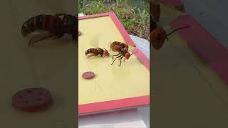 Intelligent trap for asian giant hornets to protect honeybees #savethebees