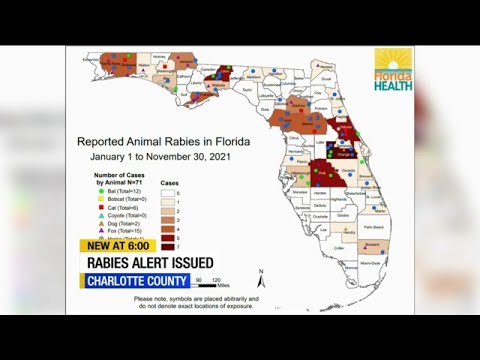 Rabies Alert Issued For Parts Of Charlotte County After Raccoon Tests ...