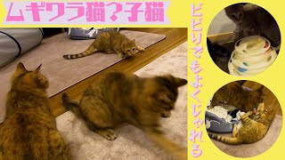 ビビりのムギワラ猫？の子猫3姉妹遠慮しながら遊びました(保護猫カフェ森のねこ舎）淡路　Brown Patched Tabby kittens are timid but play well