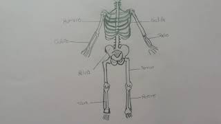 Friso sistemas del cuerpo humano