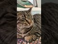 The cat is very cute #shorts #trending #viralvideo #fyp #cat #cute #animals #funny #memes #anime