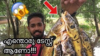 നല്ല നാടൻ  മഞ്ഞക്കൂരി പിടിച്ചു പൊരിച്ചാലോ?😋 | “cat fish” catching and cooking | kerala fishing