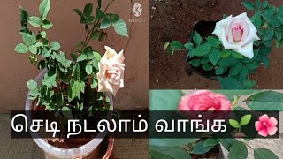 செடி நடலாம் வாங்க🌱🌿||Planting🍀🍃