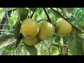 জাপানের জাতীয় ফল পার্সিমন persimmon fruit এখন বাংলাদেশে চাষ হচ্ছে uddokta news bangla