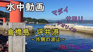 釣り人目線の水中動画　坪井港（倉橋島）