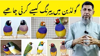 Gouldian Pairing Tips|| How to pair gouldian finch For best Breeding|| Gouldian Farming