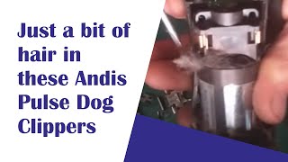 Andis Pulse ZR2 Dog Clippers Disassembly