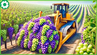 Billions of Grapes are Harvested and Processed This Way - Agriculture Technology