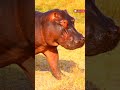 சிங்கத்தை விட 3 மடங்கு பேராபத்தானது 🙄🤔 hippopotamus unknown facts