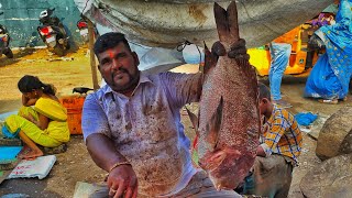 KASIMEDU GOVINTH FISH CUTTING VIDEO | FISH CUTTING SKILL | IN KASIMEDU FISH MARKET | FF CUTTING 🔪🦈