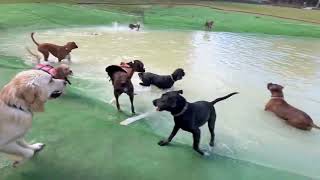 The doggies are super pumped🫨to get into some Flirt Pole🎣action!