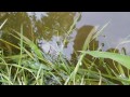 releasing baby snapper back to wild