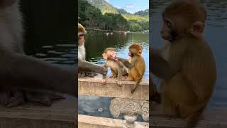 नटखट बंदर #monkey #funnymonkey #monkeyvideos #babymonkey  #animals #cutemonkey #animals #Reel #viral