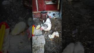 Sussex tavuğu ve yavruları sussex civcivleri köy tavuğu sussex chicken