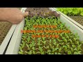 HYDROPONIC Seeding and Propagation . HOW IT WORKS!