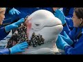 rescuing the beluga whale who was injured by million of barnacles and parasites