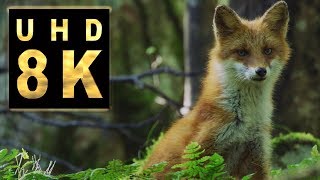 8K Red foxes