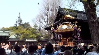 第50回つつじまつり　神輿渡御＠根津神社　2019年4月7日　Part5 根津神社境内を渡御する神輿