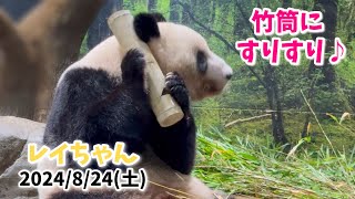 【竹筒のおやつをパクっ♪レイちゃん＆お食事シャオくん🐼🎋】〜2024/8/24(土)上野動物園〜