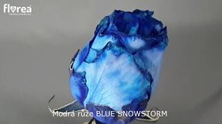 Modrá růže BLUE SNOWSTORM - Florea.cz