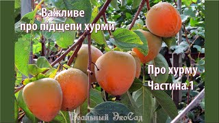 Підщепи для хурми. Частина 1