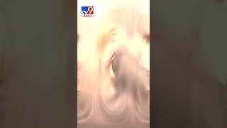 సింహాన్నే పరుగులు పెట్టించిన అడవి దున్నలు - TV9