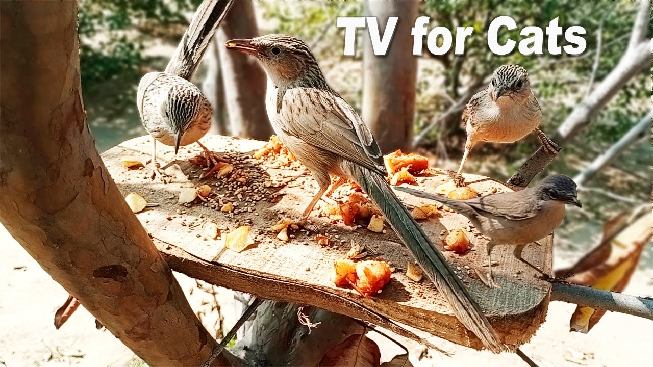 Cat Tv Birds For Cat To Watch Relaxing Birds Video Youtube