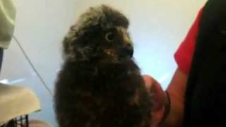 Baby ruru ( morepork ) at The Nest - Te Kohanga at Wellingt