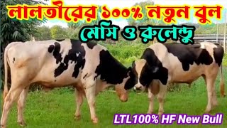 লালতীরের 100% ফ্রিজিয়ান নতুন বুলের ভিডিও🐄২০২৪💜Ltl 100% Import Holstein frisians bull