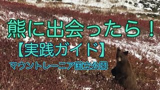 【野生クロクマ研究】実践ガイド！熊に出会ったらどうしますか？